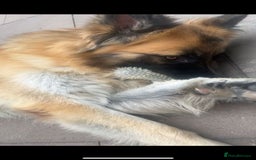 German Shepherd dogs for sale: Big bouncy GSD - Image 5