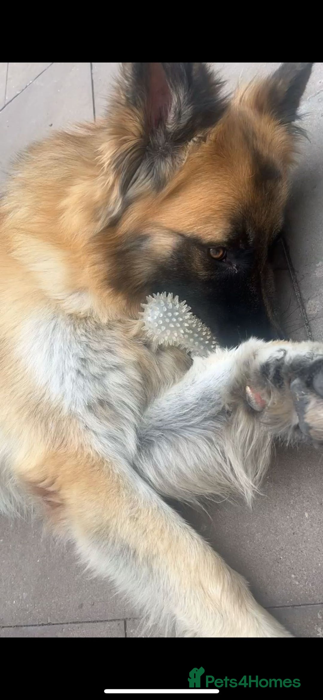 German Shepherd dogs for sale: Big bouncy GSD - Image 5