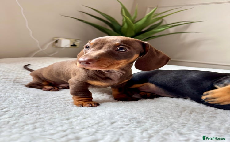 Miniature Dachshund dogs - Advert 16