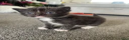 Ragdoll cats for sale: Beautiful Ragdoll Cross Kittens 🐾 - Advert 12