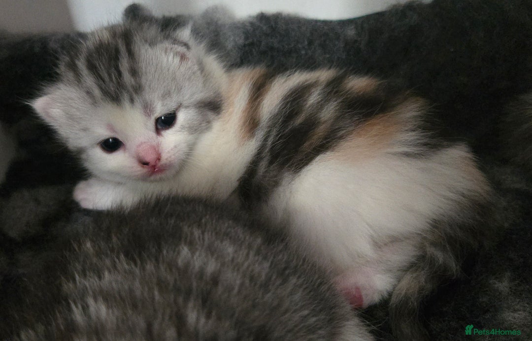 Persian cats for sale: Persian x fluffy kittens  - Image 26