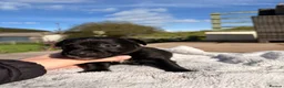 Patterjack dogs for sale: Patterjack pups  - Advert 14