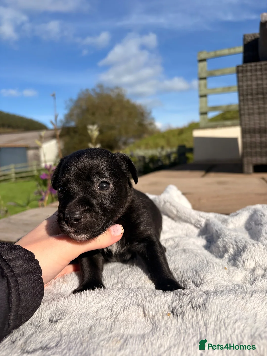 Patterjack dogs for sale: Patterjack pups  - Advert 14