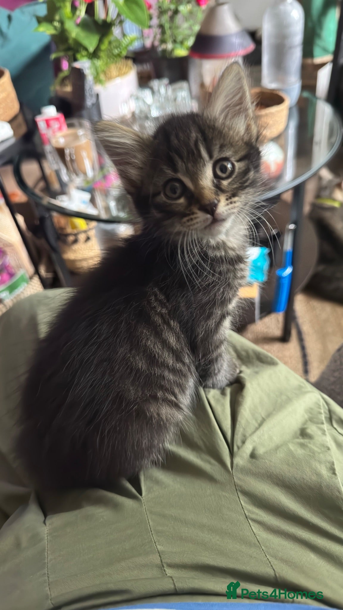 Mixed Breed cats Beautiful kittens 😻 - Advert 2
