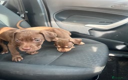 Mixed Breed dogs for sale: Staff x cane corso puppies - Image 2