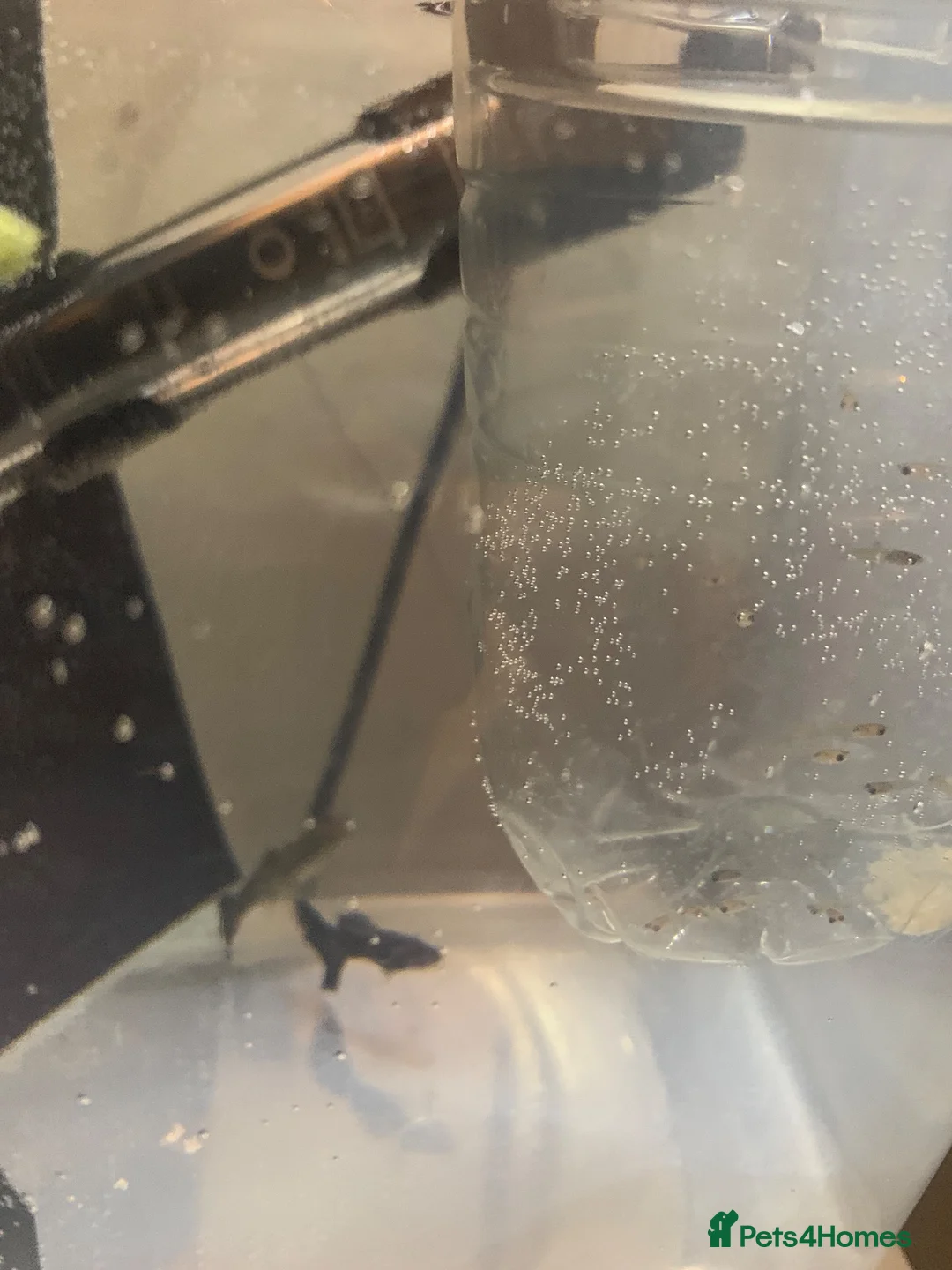 Live Bearers fish for sale: Pure strain baby purple moscow  in Altrincham - Advert 1