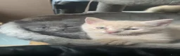 Mixed Breed cats for sale: 4 Beautiful Part Pedigree Kitten *Ready Now* - Advert 7