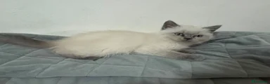 Scottish Fold/Persian 4