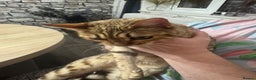 Bengal cats for sale: 2 girl bengals 13 month old - Advert 5