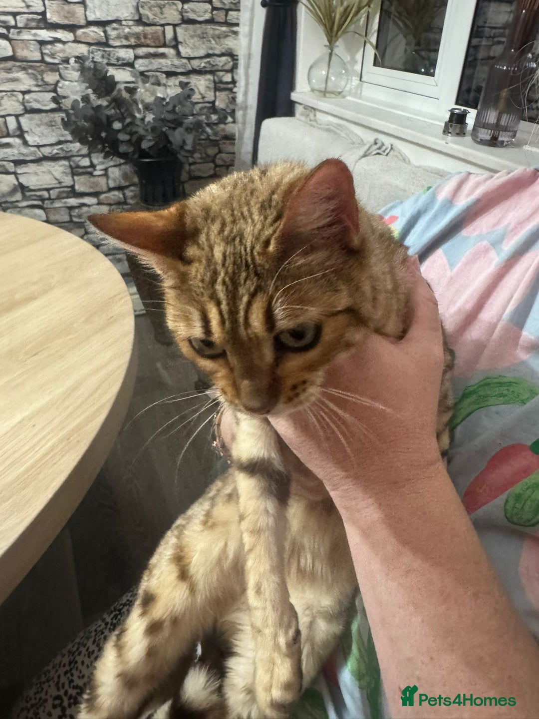 Bengal cats for sale: 2 girl bengals 13 month old - Advert 5