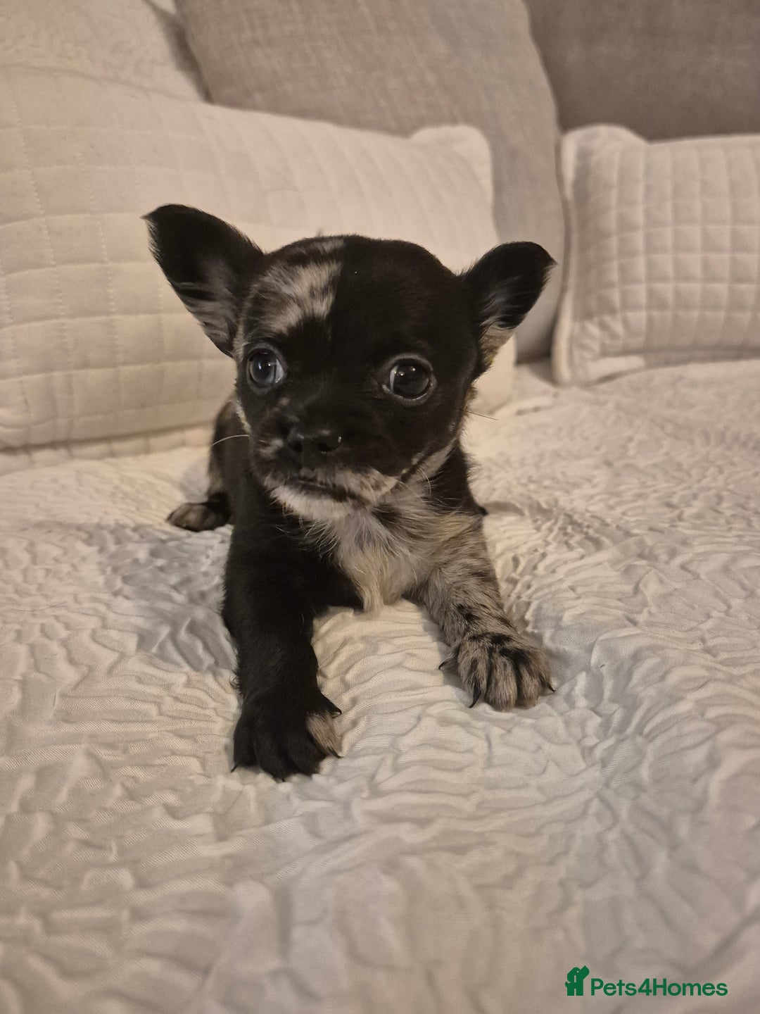 Chihuahua dogs for sale: 4 pure breed chihuahua, 2 merle  2 twins - Advert 10