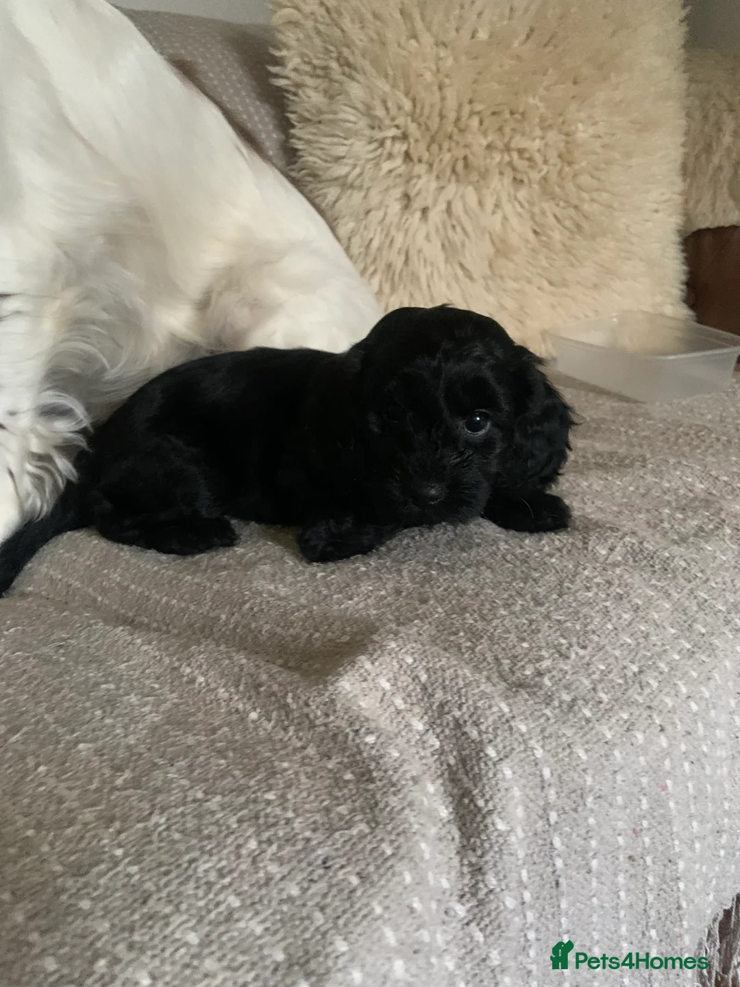 Cockapoo dogs for sale: F1 health tested Cockapoo puppies - Advert 12
