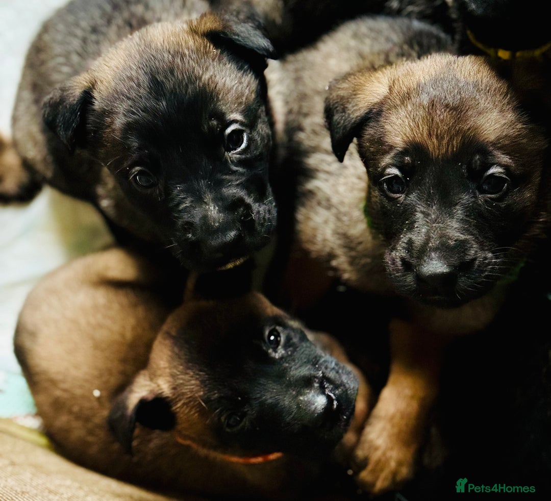 Belgian Shepherd Dog dogs for sale: Skye x Nines very last litter ever! 3B &7G  - Image 20