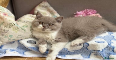 British Shorthair cats - Advert 10