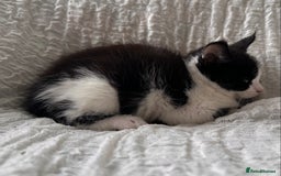 Maine Coon cats for sale: GORGEOUS MAINE COON KITTENS - Image 15