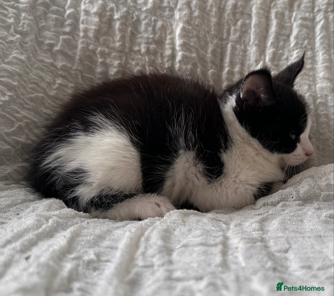 Maine Coon cats for sale: GORGEOUS MAINE COON KITTENS - Image 15