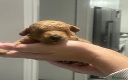 Toy Poodle dogs for sale: Red toy poodle  - Image 3