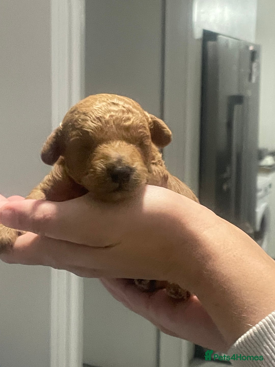 Toy Poodle dogs for sale: Red toy poodle  - Image 3