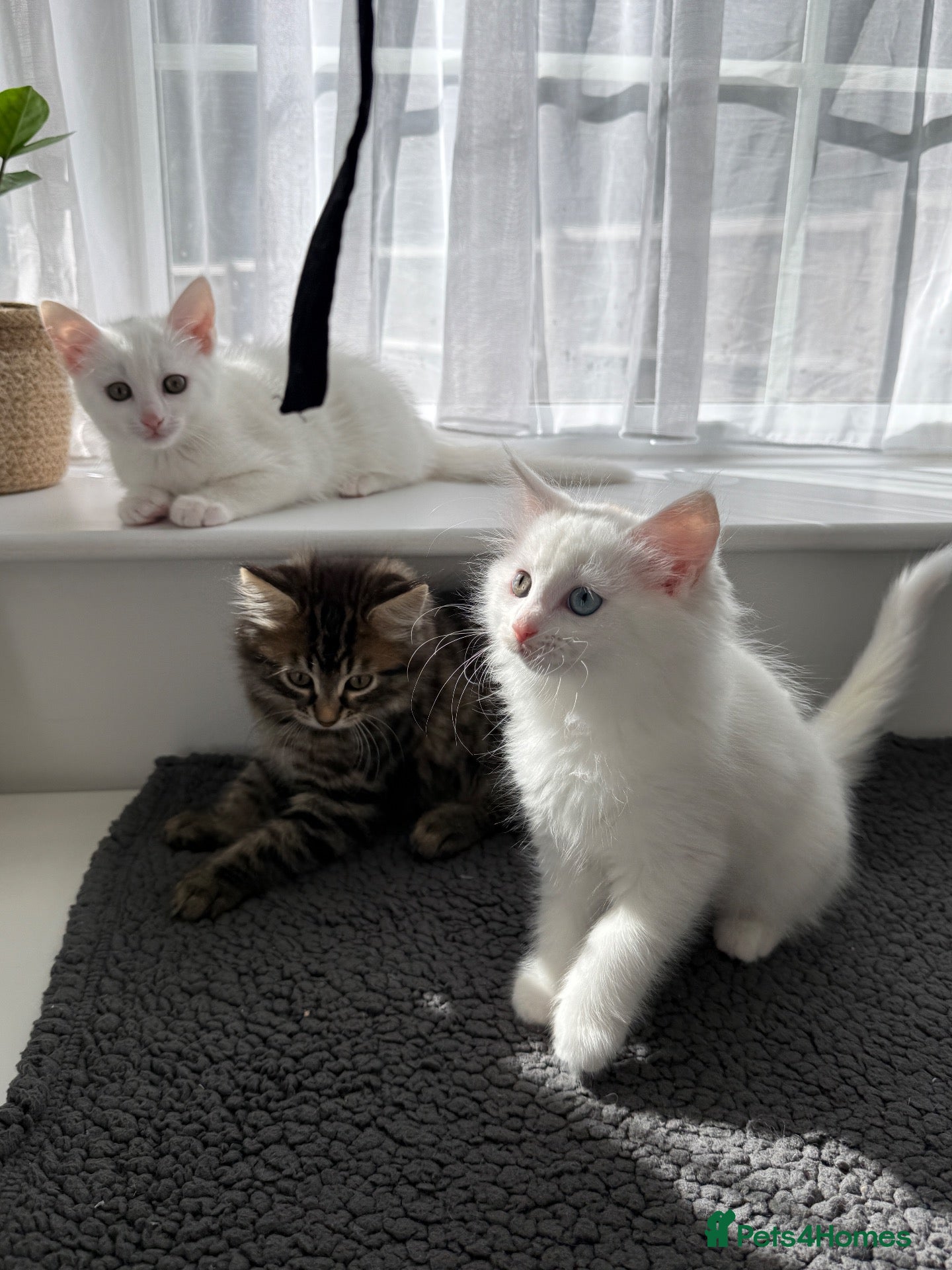 Turkish Angora cats Cute Turkish Angora x British Shorthair Kitten - Advert 13