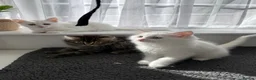 Turkish Angora cats for sale: Cute Turkish Angora x British Shorthair Kitten - Advert 1