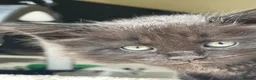 Maine Coon cats for sale: Maine Coon boy  - Advert 15