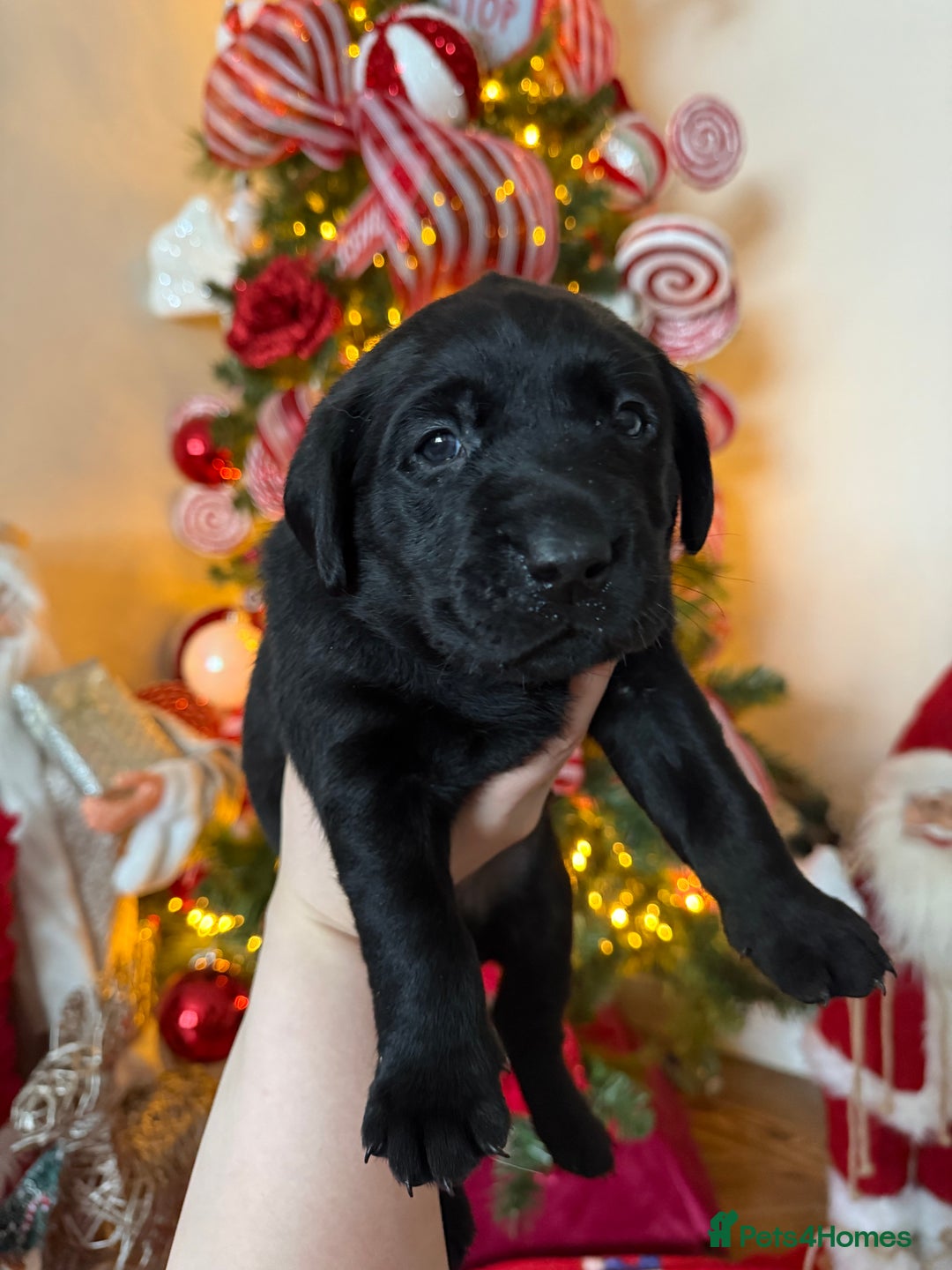 Labrador Retriever dogs for sale: (REDUCED) KC registered Labradors  - Advert 20