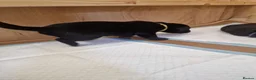 Labrador Retriever dogs for sale: Black Lab Pups INT FT Ch Sire Champion Bloodlines - Advert 33
