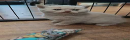 British Shorthair cats for sale: *TICA Cream&Ginger Kittens*Health Tested Parents* - Advert 3
