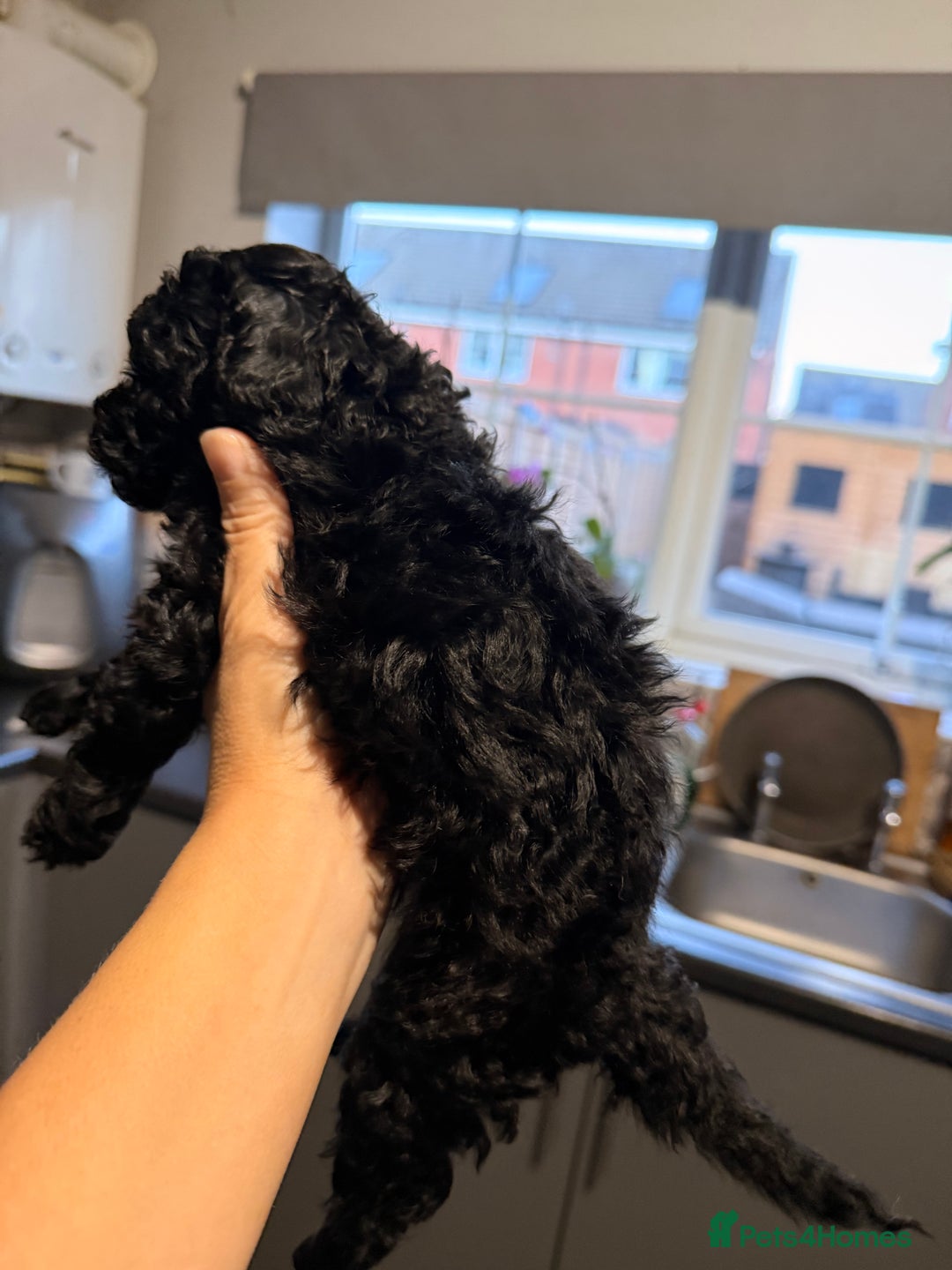 Toy Poodle dogs for sale: Toy Poodle  - Image 5