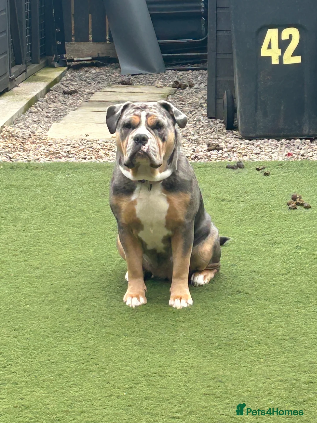 Olde English Bulldogge dogs for sale: 🔥Olde English bulldog puppies 🔥 - Advert 29
