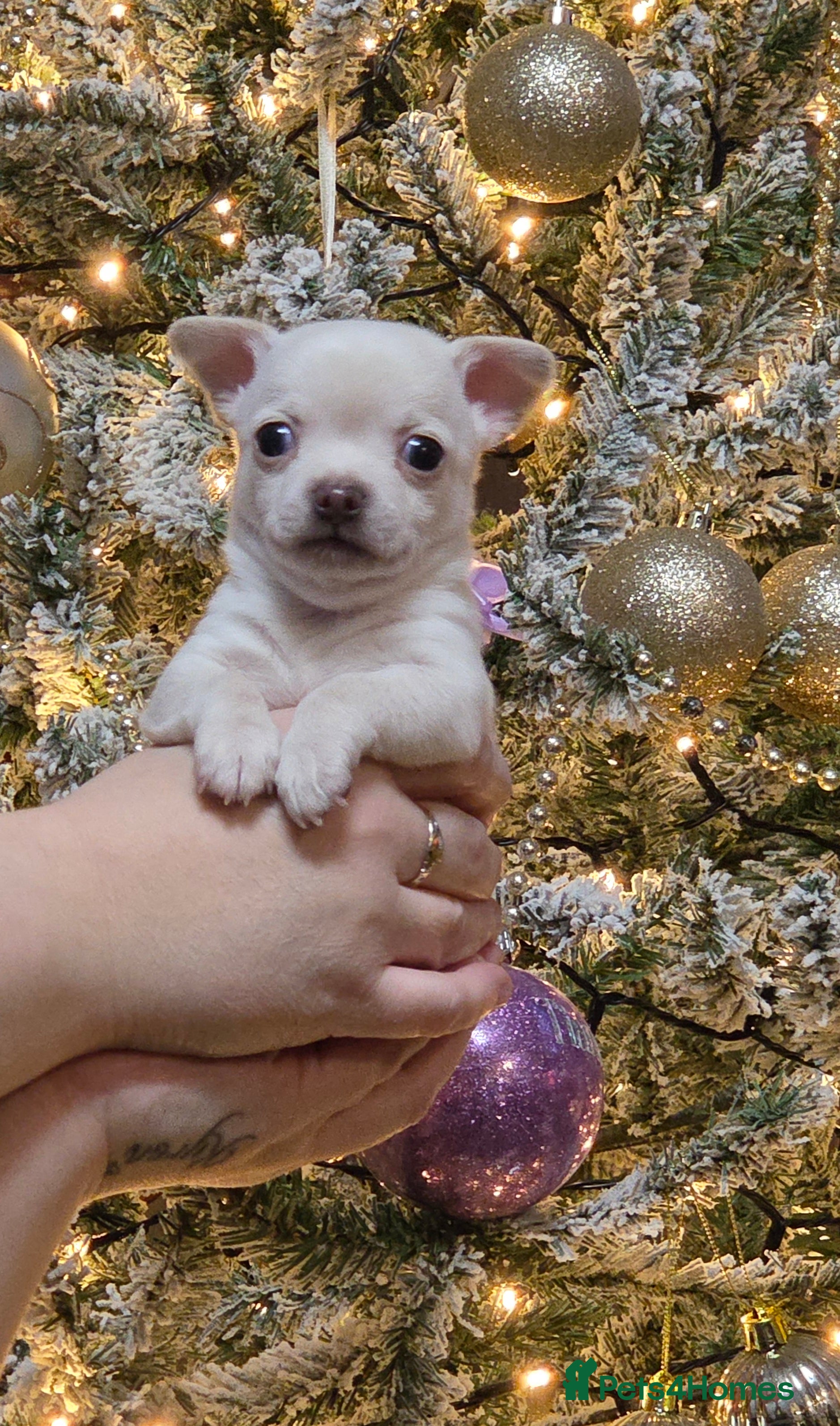 Chihuahua dogs Gorgeous pure breed chihuahua puppies  - Advert 15