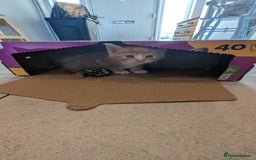 Maine Coon cats for sale: Main coon cross with British short hair - Image 20