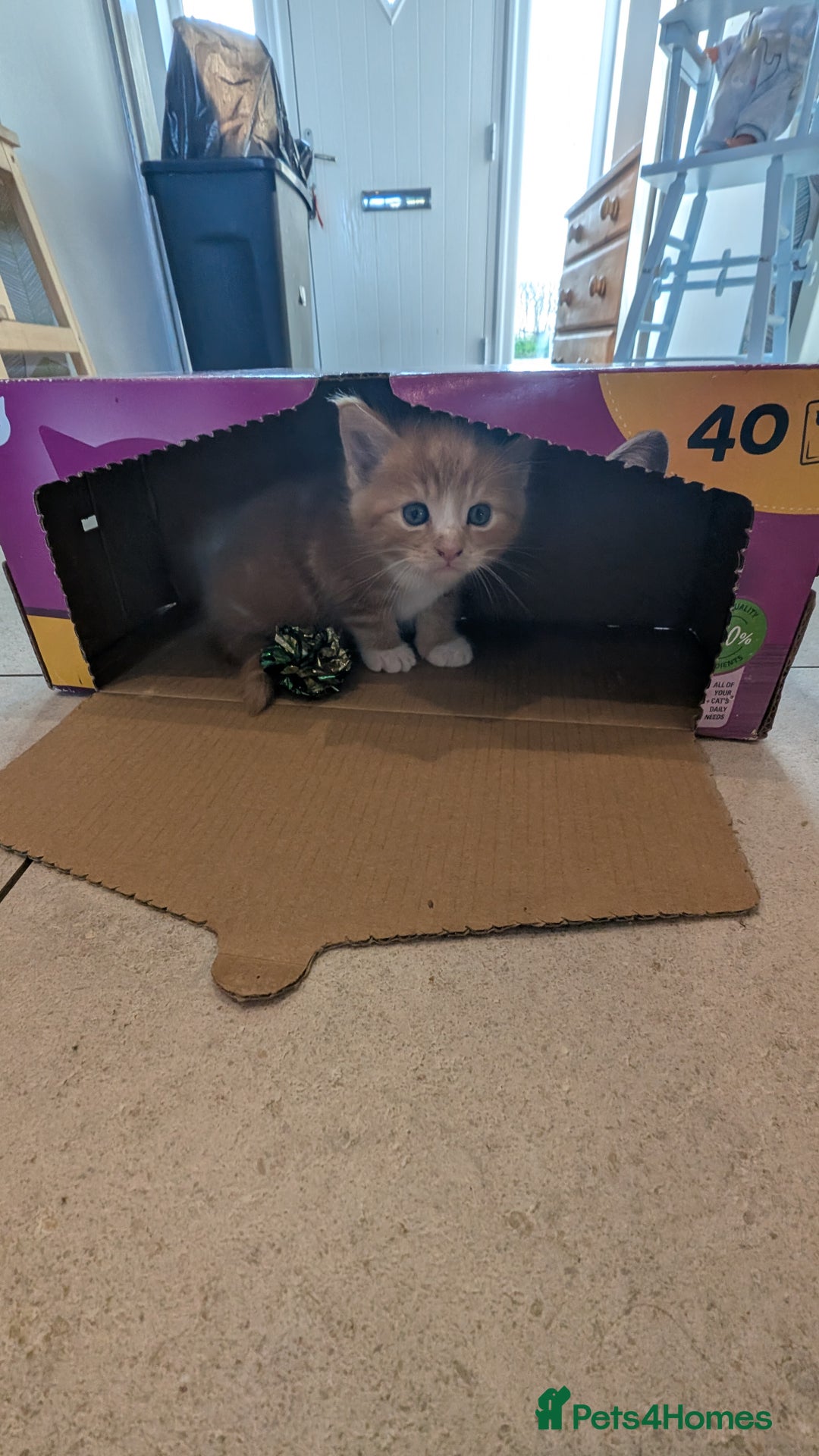 Maine Coon cats for sale: Main coon cross with British short hair - Image 20