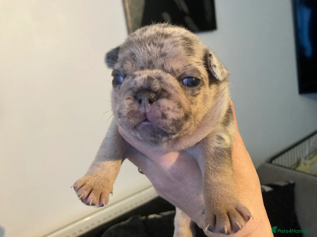 French Bulldog dogs for stud: Lilac merle French bulldog for stud  in Stevenage - Advert 14