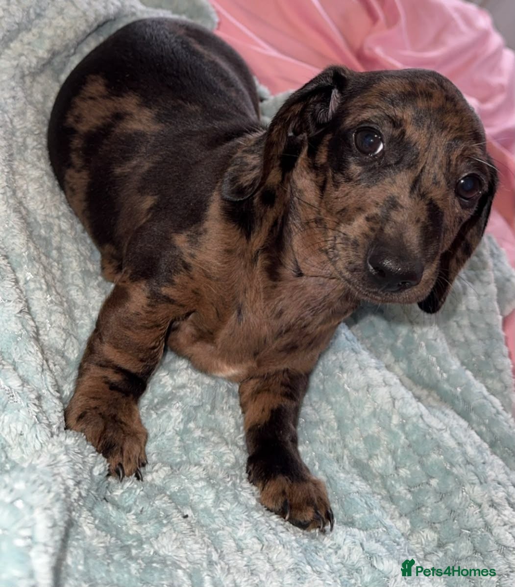 Miniature Dachshund dogs Beautiful miniature Dachshund ready 4 loving home - Advert 4