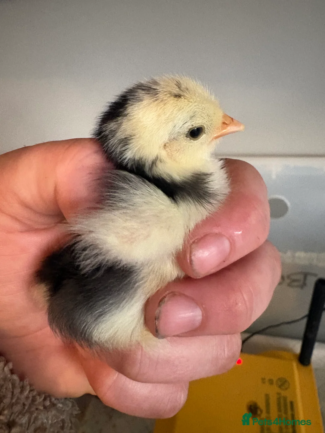 Chickens poultry for sale: Day old pekin chicks mix colours chance frizzle - Advert 2