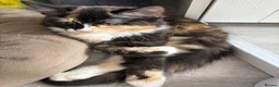 Mixed Breed cats for sale: Three beautiful female kittens! - Advert 9