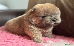 Chow Chow dogs for sale: Wyvernwests puppies have arrived  🐶  - Image 10