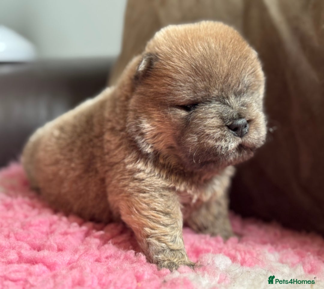 Chow Chow dogs for sale: Wyvernwests puppies have arrived  🐶  - Image 10
