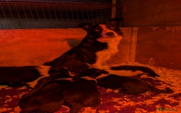 Border Collie dogs for sale: 6th Generation pedigree border collies  - Image 11