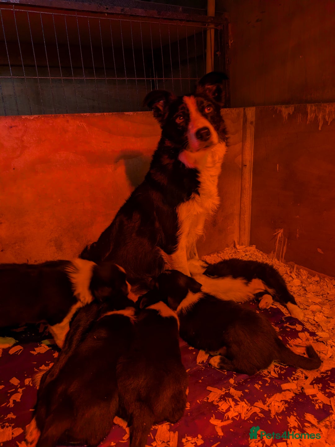Border Collie dogs for sale: 6th Generation pedigree border collies  - Image 11