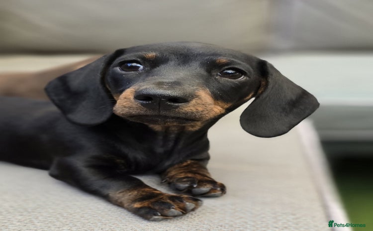 Miniature Dachshund dogs in Tavistock - Advert 13