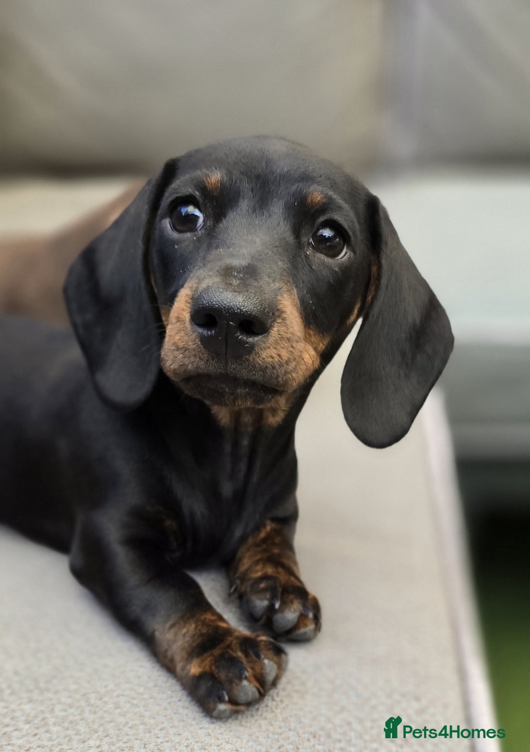 Miniature Dachshund dogs for sale: KC Reg Miniature Dachshunds - IVDD 0/0 (Dad) in Tavistock - Image 1