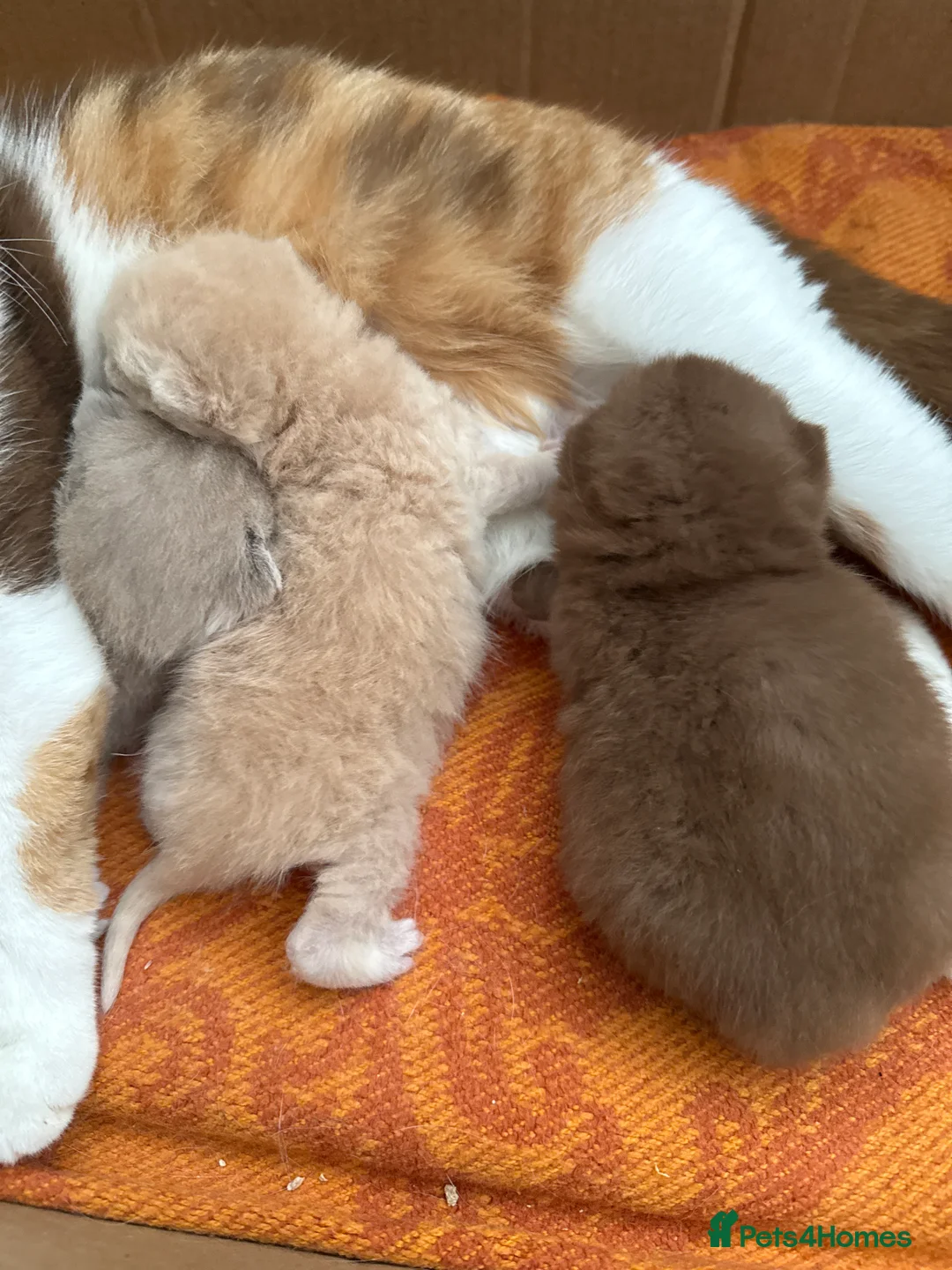 British Shorthair cats for sale: Active register BSH kittens - Advert 2