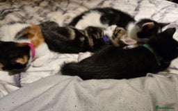 Mixed Breed cats for sale: Gorgeous kittens looking for forever home - Image 8