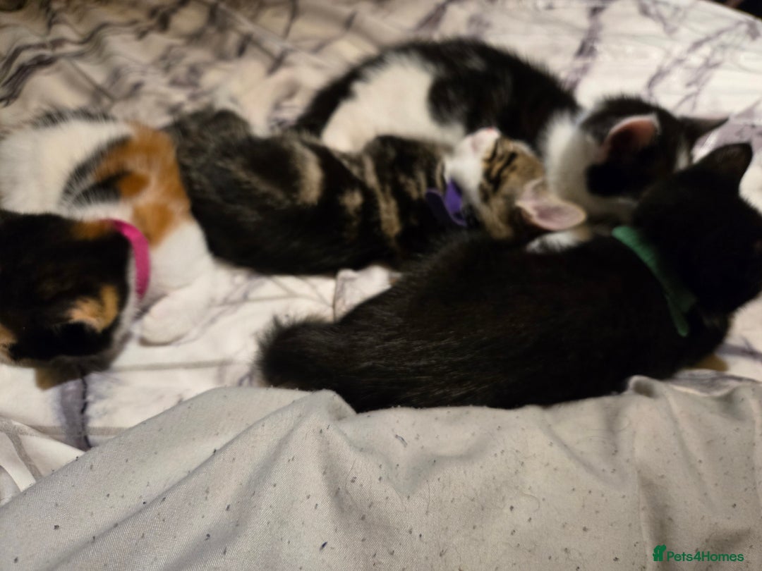 Mixed Breed cats for sale: Gorgeous kittens looking for forever home - Image 8