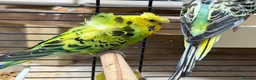 Budgerigars birds for sale: Helicopter Budgies for sale  - Advert 3