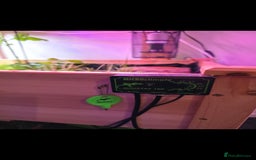Tortoise reptiles for sale: Sulcata tortoise and set up - Image 7