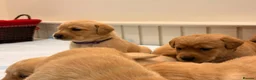 Labrador Retriever dogs for sale: Fox Red Labrador Pups – Raised with kids, Herts - Advert 17