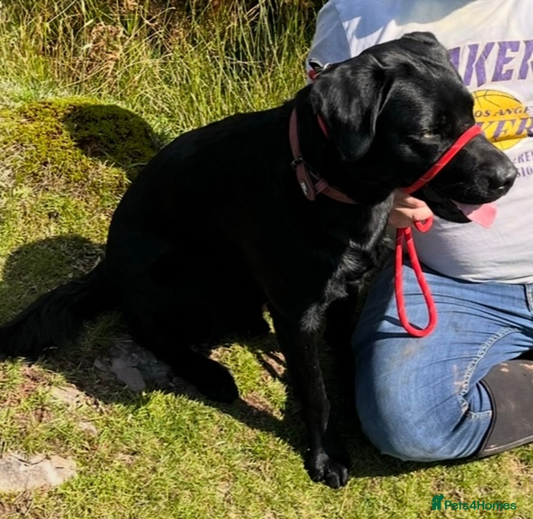 Labrador Retriever dogs for sale: Lovable 3 year old black Labrador Male  - Image 2